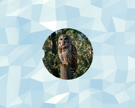 Sunlit Barred Owl Car Coaster