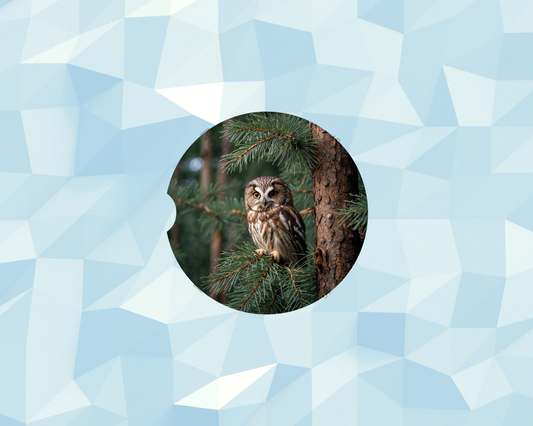 Pinewood Perched Owl Car Coaster